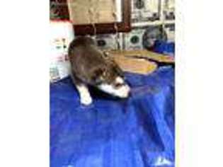 Siberian Husky Puppy for sale in Detroit, MI, USA