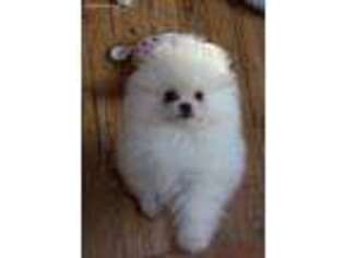 Pomeranian Puppy for sale in Winchendon, MA, USA