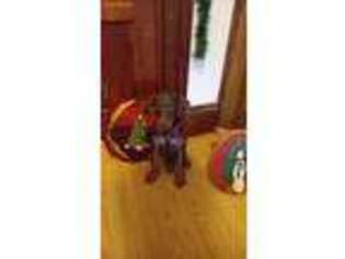 Doberman Pinscher Puppy for sale in North Adams, MA, USA