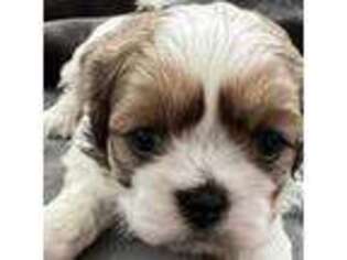 Mutt Puppy for sale in Los Angeles, CA, USA