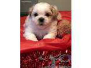 Mal-Shi Puppy for sale in Atlanta, GA, USA