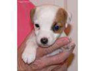 Jack Russell Terrier Puppy for sale in Llano, CA, USA