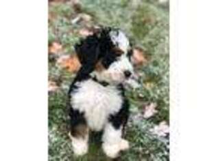 Mutt Puppy for sale in Hampstead, NH, USA