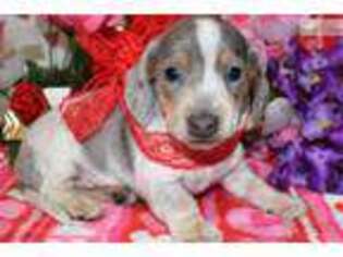 Dachshund Puppy for sale in Colorado Springs, CO, USA