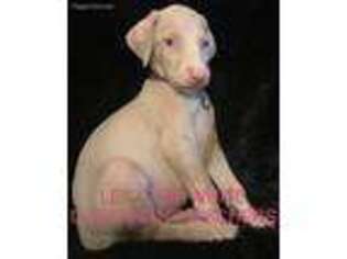 Doberman Pinscher Puppy for sale in Benton, AR, USA