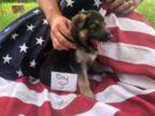 German Shepherd Dog Puppy for sale in Westfield, WI, USA