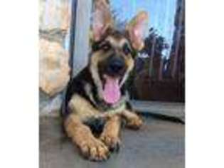 German Shepherd Dog Puppy for sale in Colony, OK, USA