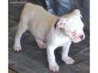 Olde English Bulldogge Puppy for sale in Huntsville, AL, USA