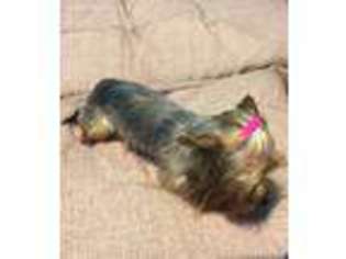 Yorkshire Terrier Puppy for sale in Wilkes Barre, PA, USA