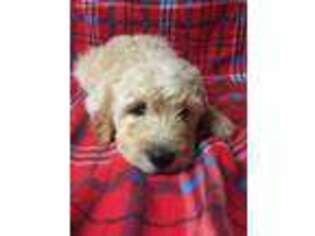 Goldendoodle Puppy for sale in West Liberty, KY, USA