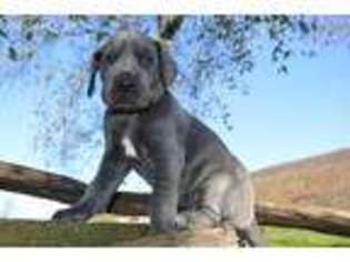 Great Dane Puppy for sale in Dunlap, TN, USA