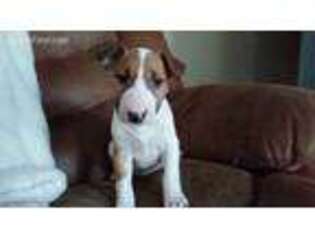 Bull Terrier Puppy for sale in Sycamore, OH, USA