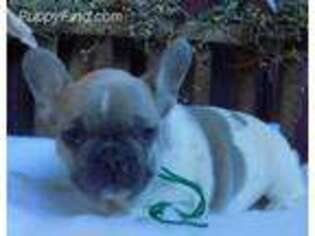 French Bulldog Puppy for sale in New Bethlehem, PA, USA