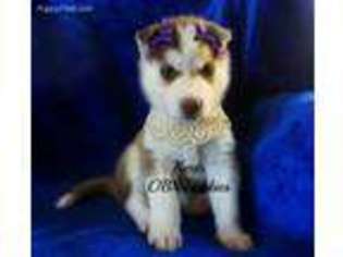 Siberian Husky Puppy for sale in Grandy, NC, USA