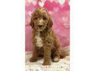 Goldendoodle Puppy for sale in La Crescent, MN, USA