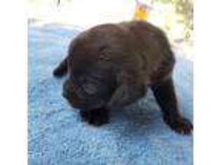Puggle Puppy for sale in Farmington, AR, USA
