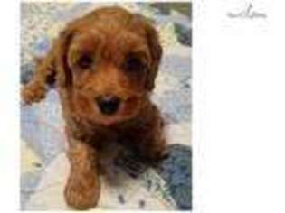 Labradoodle Puppy for sale in Myrtle Beach, SC, USA