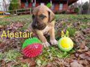 Great Dane Puppy for sale in Cedartown, GA, USA