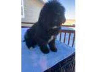 Newfoundland Puppy for sale in Rye, CO, USA