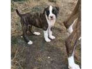 Boxer Puppy for sale in Norfolk, VA, USA