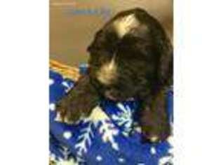 Mutt Puppy for sale in Bellefontaine, OH, USA