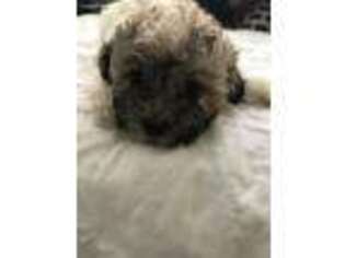 Mutt Puppy for sale in Torrington, CT, USA