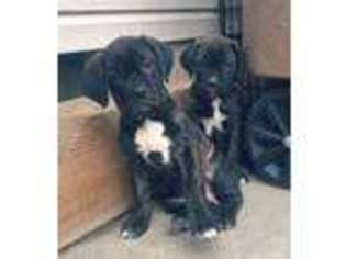 Cane Corso Puppy for sale in Salt Lake City, UT, USA