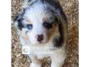 Australian Shepherd Puppy for sale in Foxworth, MS, USA