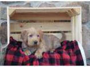 Labradoodle Puppy for sale in Lewisburg, PA, USA