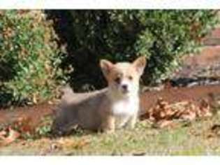 Pembroke Welsh Corgi Puppy for sale in Hiwasse, AR, USA