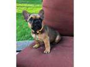 French Bulldog Puppy for sale in Saint Michael, MN, USA
