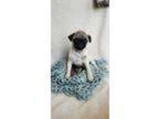 Pug Puppy for sale in Loxley, AL, USA