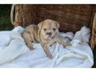 Olde English Bulldogge Puppy for sale in Iowa City, IA, USA