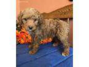 Goldendoodle Puppy for sale in Baileyville, KS, USA