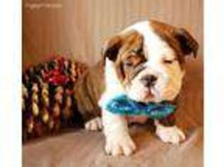 Bulldog Puppy for sale in La Pine, OR, USA