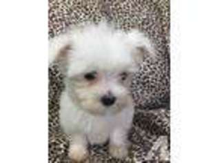 Maltese Puppy for sale in MC CONNELLSBURG, PA, USA