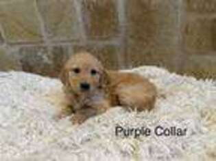 Golden Retriever Puppy for sale in Weatherford, TX, USA