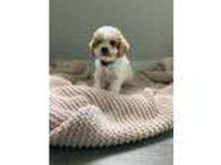 Cavapoo Puppy for sale in Wernersville, PA, USA