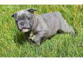 French Bulldog Puppy for sale in Everett, WA, USA