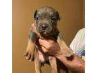 Mutt Puppy for sale in Seaford, DE, USA