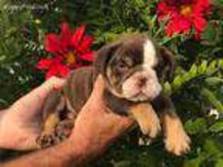 Bulldog Puppy for sale in Savannah, GA, USA
