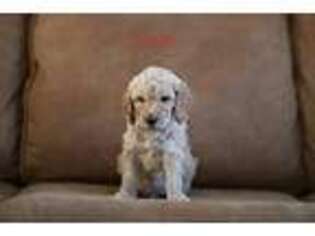 Goldendoodle Puppy for sale in Butte, MT, USA
