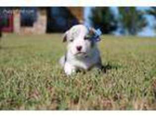 Cardigan Welsh Corgi Puppy for sale in Glencoe, OK, USA