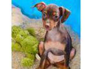 Miniature Pinscher Puppy for sale in Caldwell, ID, USA