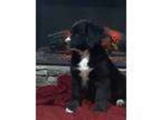 Bernese Mountain Dog Puppy for sale in Longmont, CO, USA