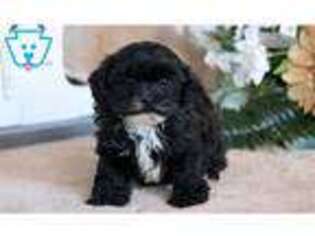 Shih-Poo Puppy for sale in Lancaster, PA, USA
