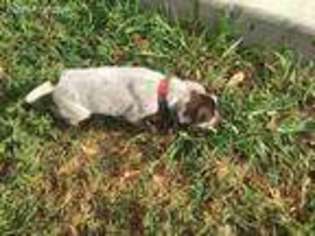 German Shorthaired Pointer Puppy for sale in Brenham, TX, USA