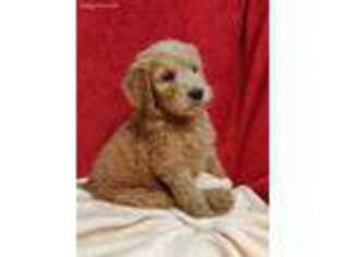 Goldendoodle Puppy for sale in Lewisburg, PA, USA