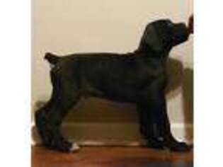 Cane Corso Puppy for sale in Atlanta, GA, USA