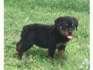 Rottweiler Puppy for sale in HARRAH, OK, USA